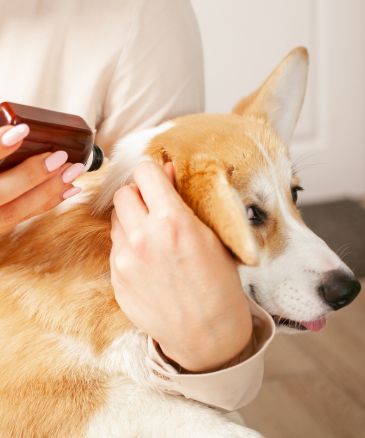 a vet spraying a dog's ear