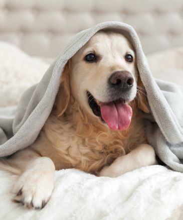 a dog under a blanket